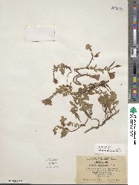 Epilobium obcordatum image