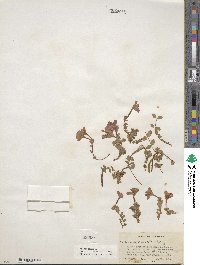 Epilobium obcordatum image