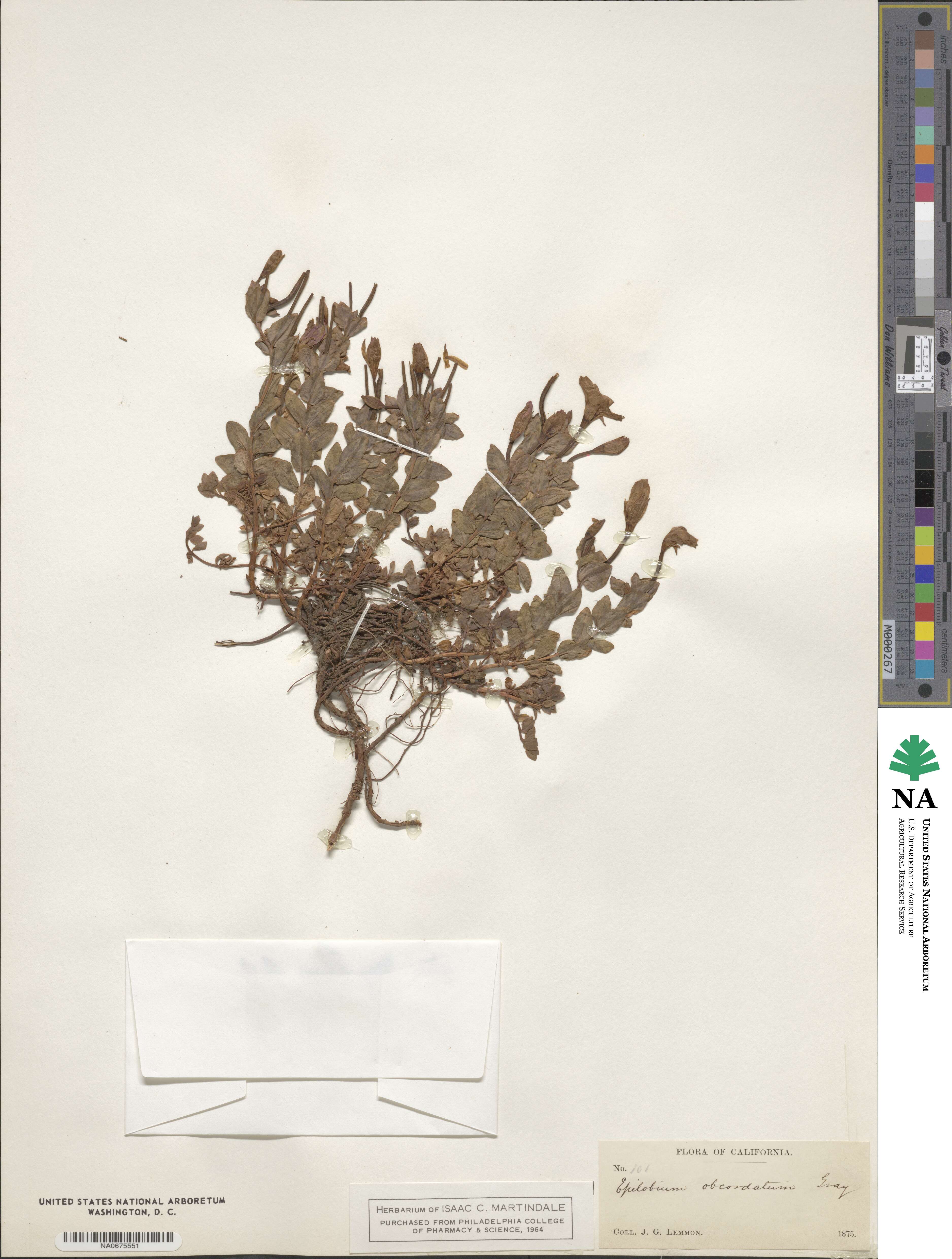 Epilobium obcordatum image