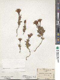 Epilobium obcordatum image