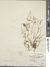 Epilobium oregonense image