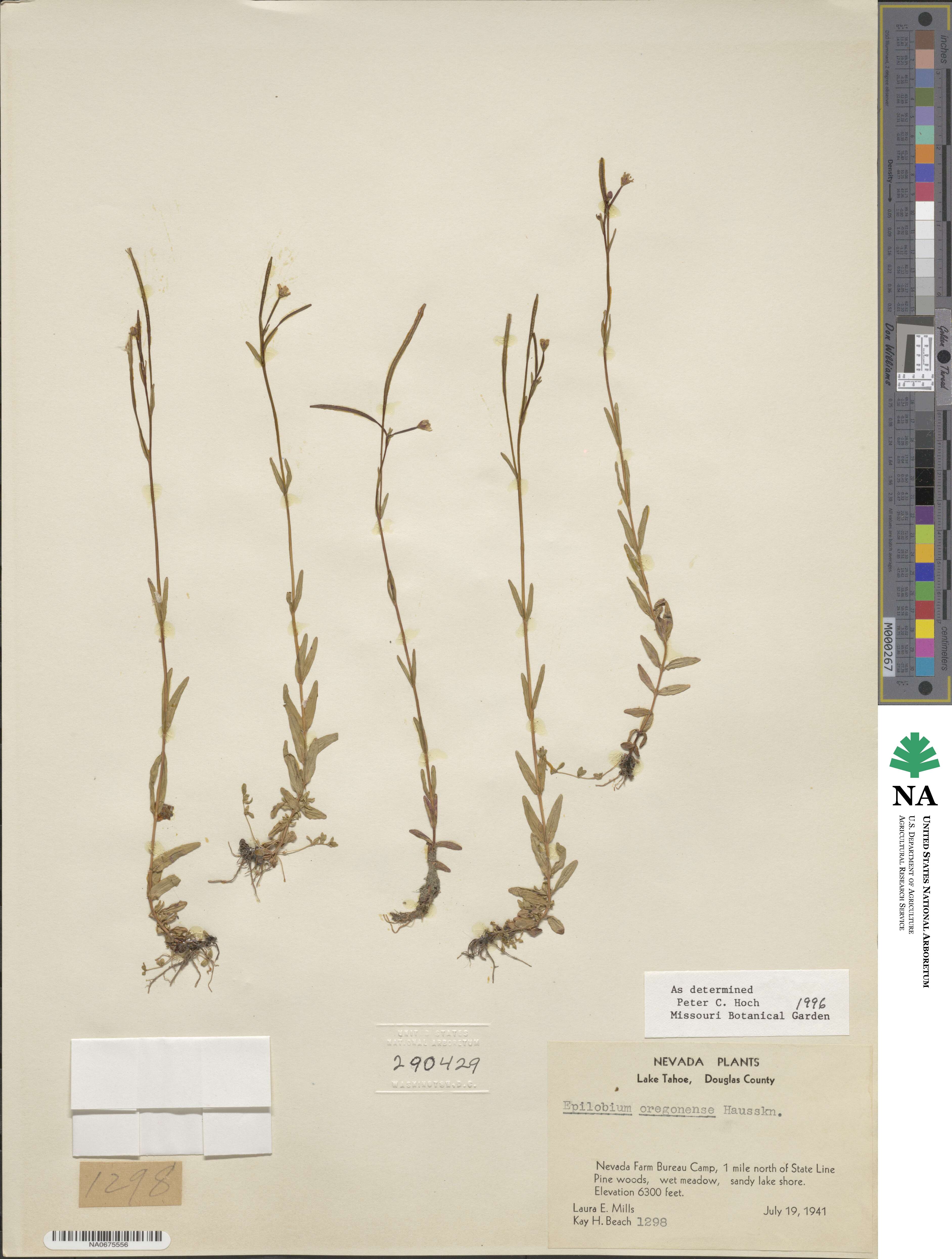 Epilobium oregonense image