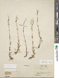 Epilobium oregonense image