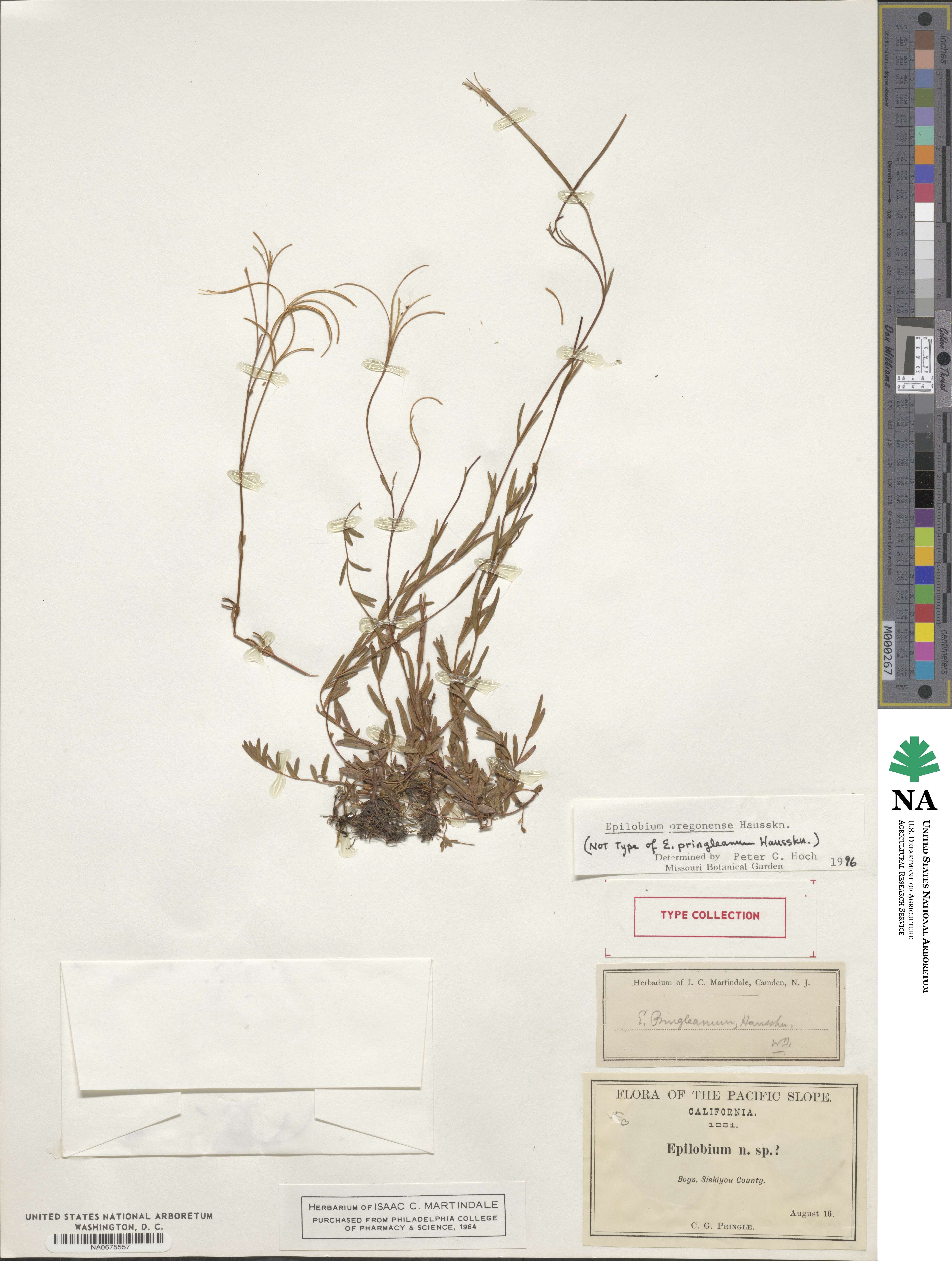 Epilobium oregonense image