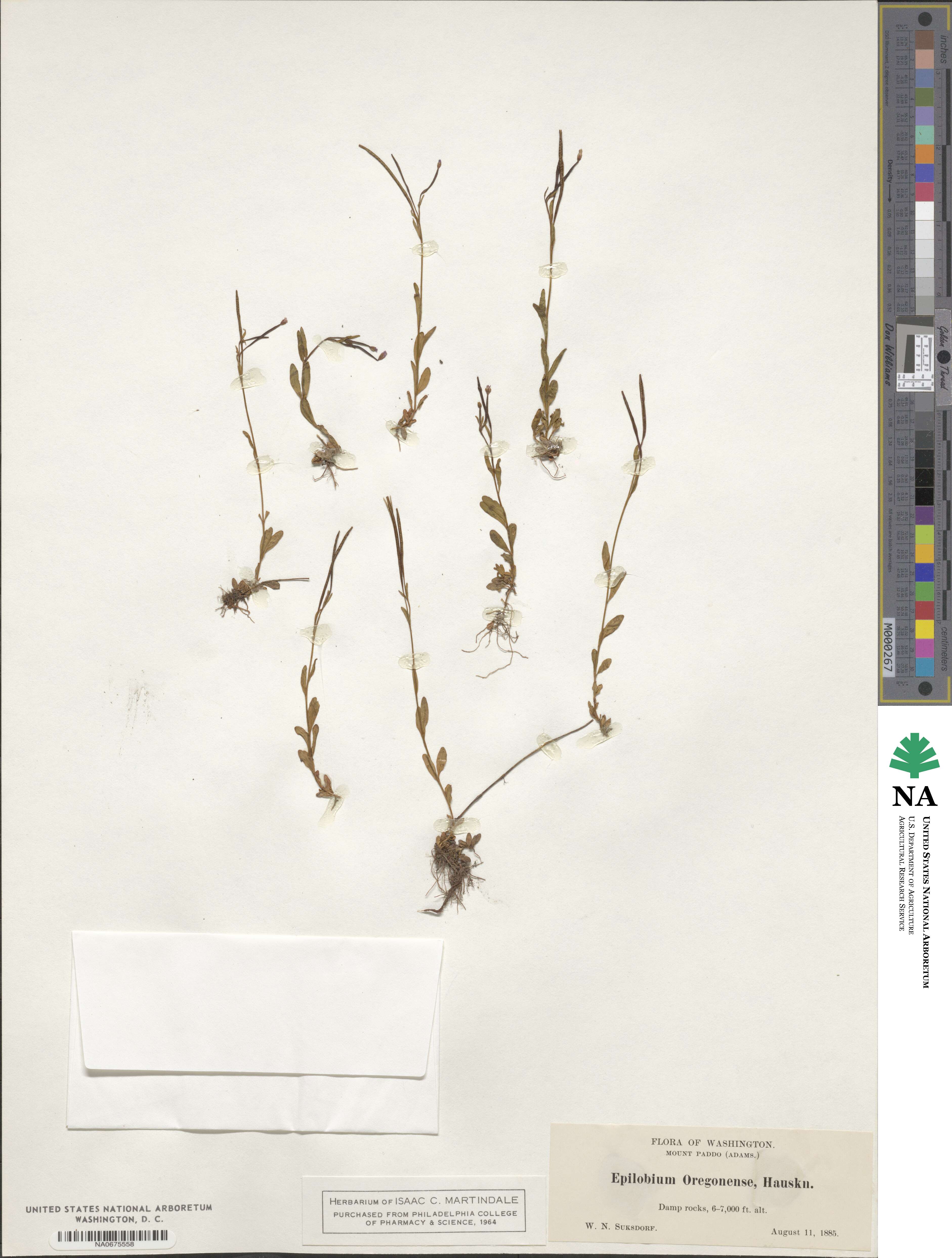 Epilobium oregonense image