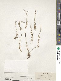 Epilobium oregonense image