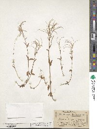 Epilobium oregonense image