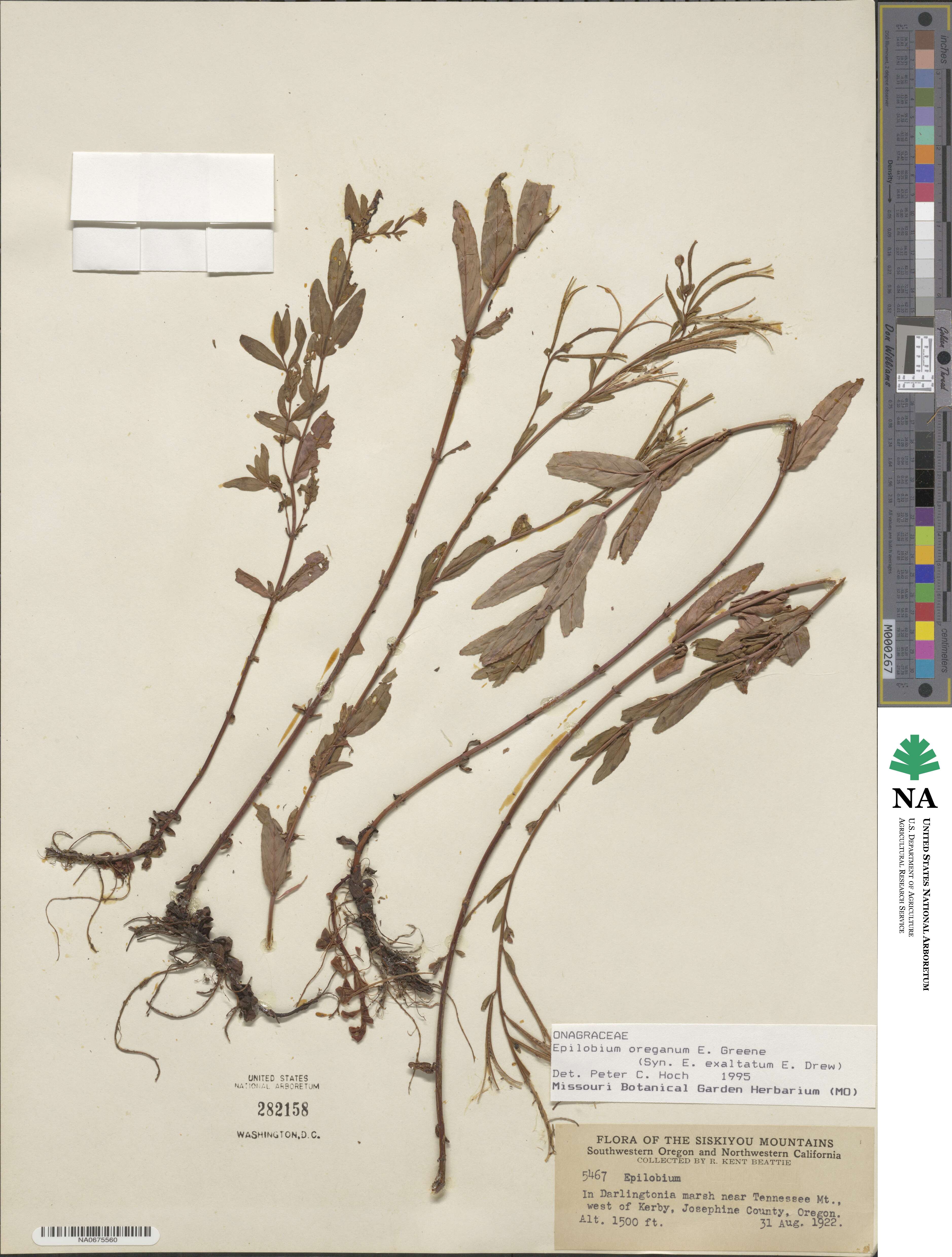 Epilobium oregonense image