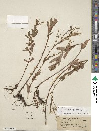 Epilobium oregonense image