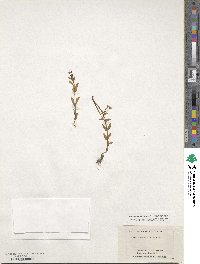 Epilobium origanifolium image