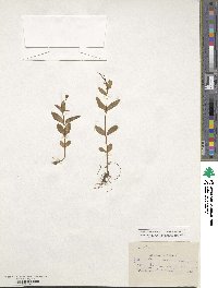 Epilobium origanifolium image