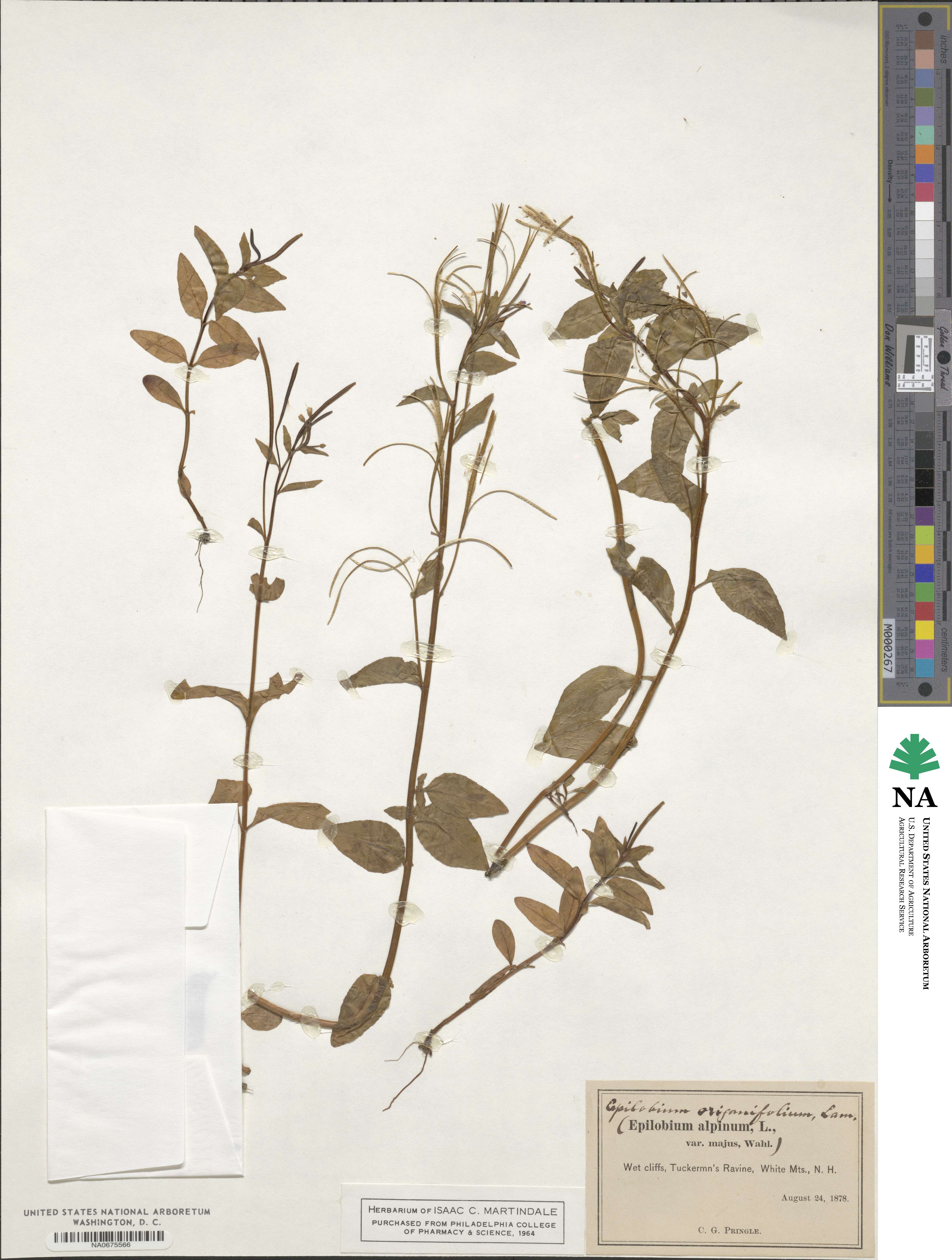 Epilobium origanifolium image