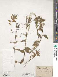 Epilobium origanifolium image