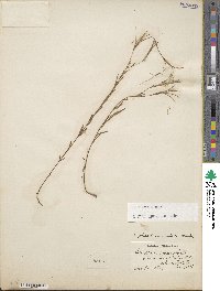 Epilobium palustre image