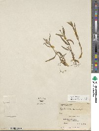 Epilobium palustre image