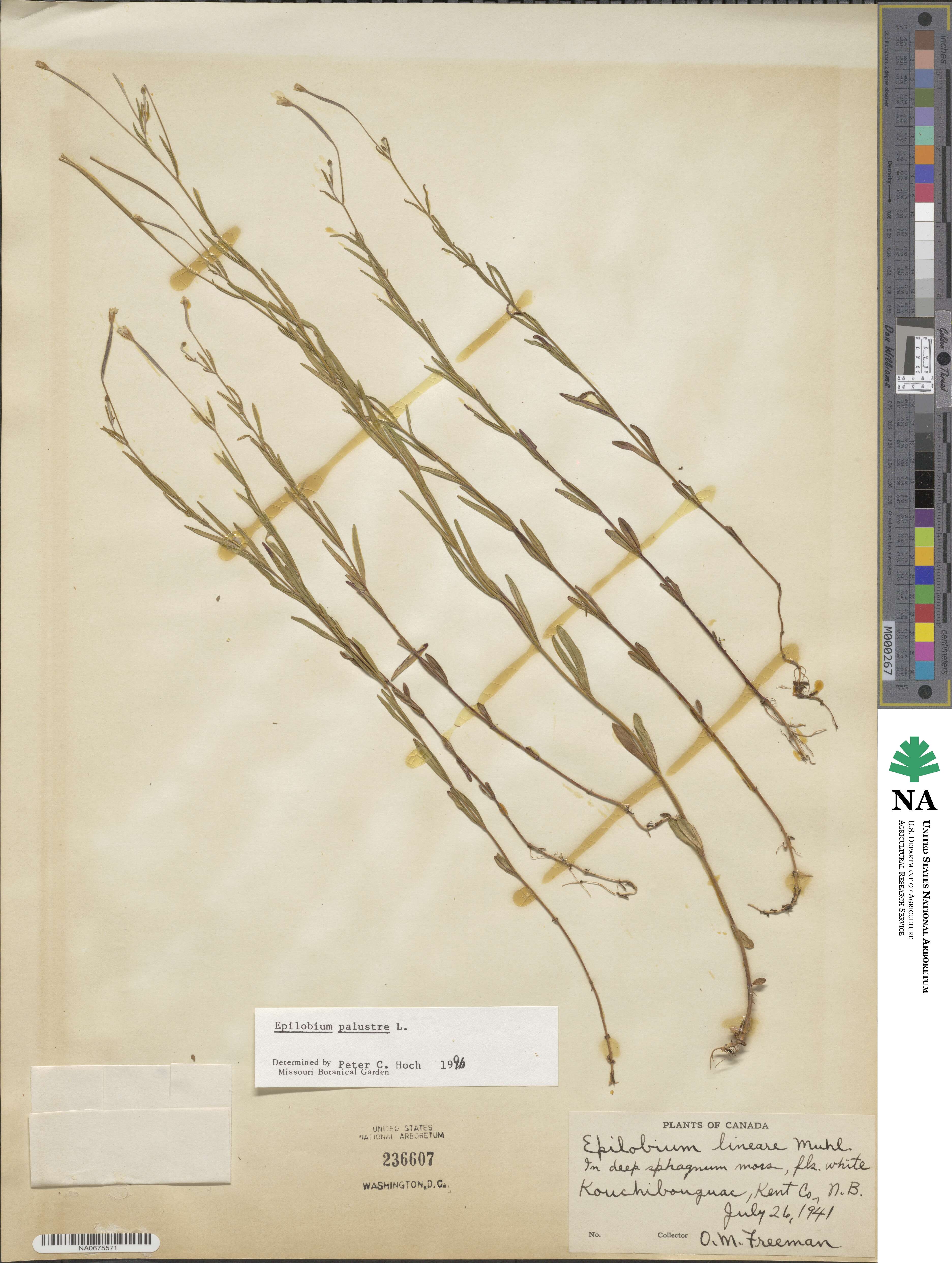 Epilobium palustre image