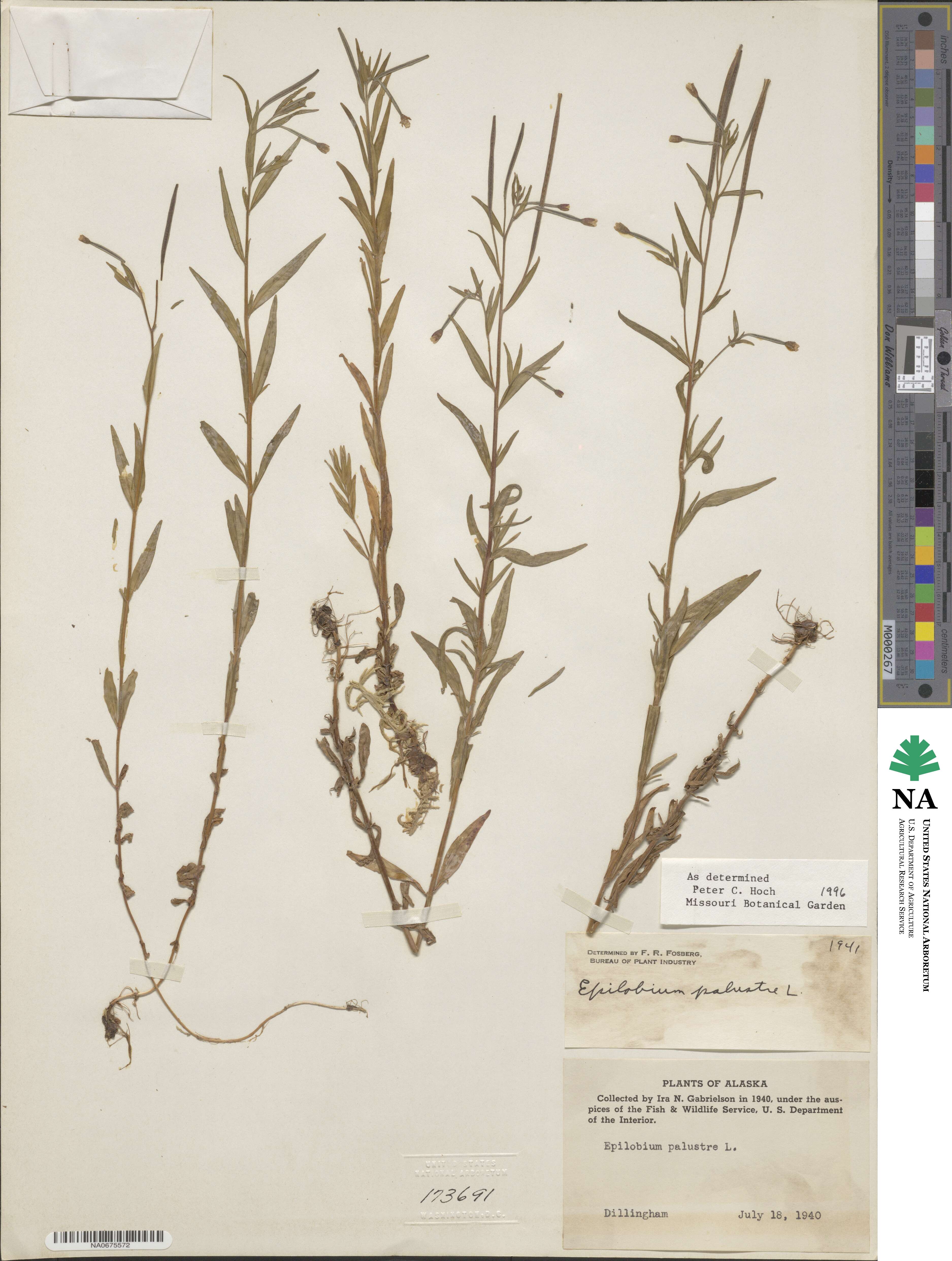 Epilobium palustre image