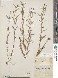 Epilobium palustre image