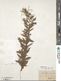 Epilobium palustre image