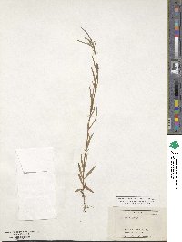 Epilobium palustre image