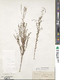 Epilobium palustre image