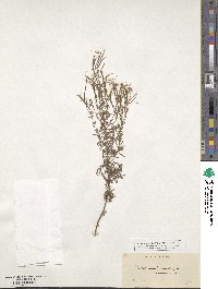 Epilobium palustre image