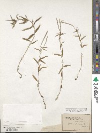 Epilobium palustre image