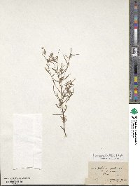 Epilobium palustre image