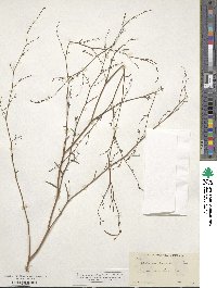 Epilobium brachycarpum image