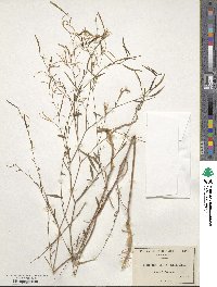 Epilobium brachycarpum image