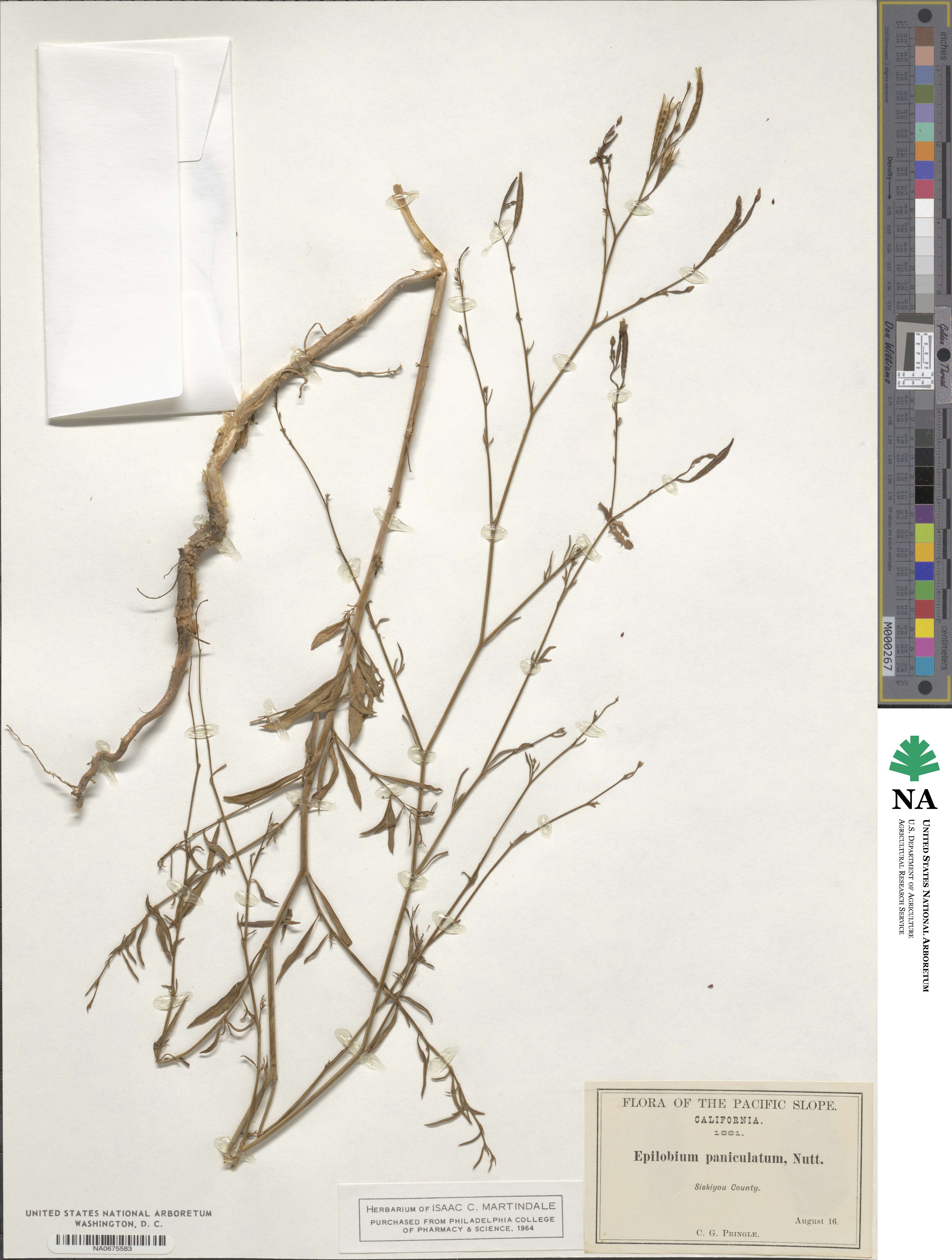 Epilobium brachycarpum image