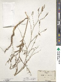 Epilobium brachycarpum image