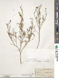 Epilobium brachycarpum image