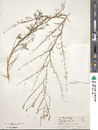 Epilobium brachycarpum image