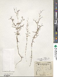 Epilobium brachycarpum image