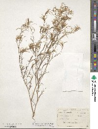 Epilobium brachycarpum image