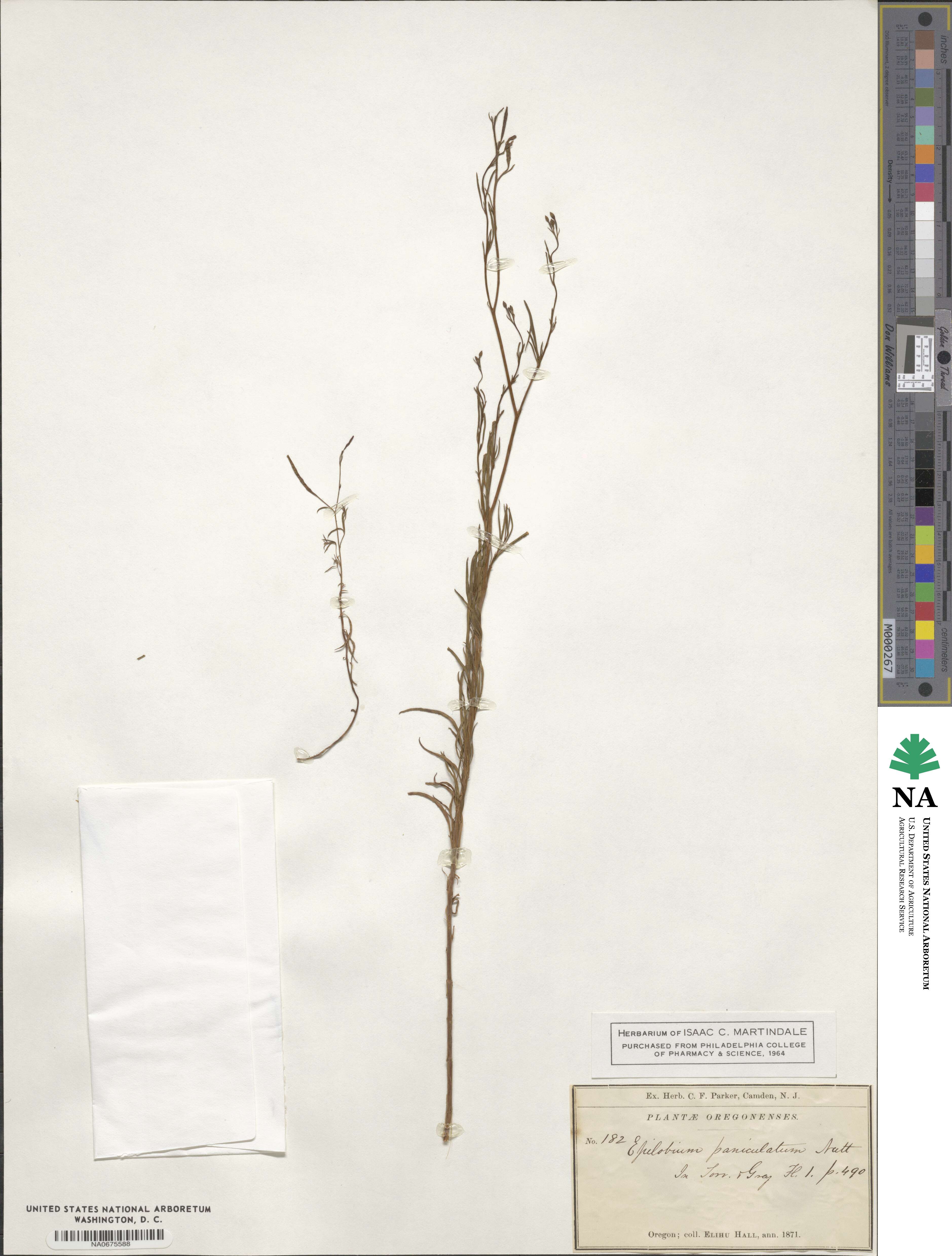 Epilobium brachycarpum image