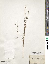 Epilobium brachycarpum image