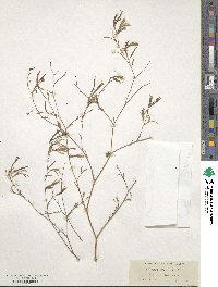 Epilobium brachycarpum image