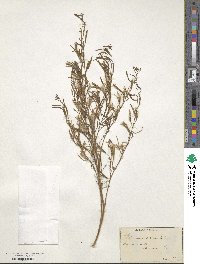 Epilobium brachycarpum image