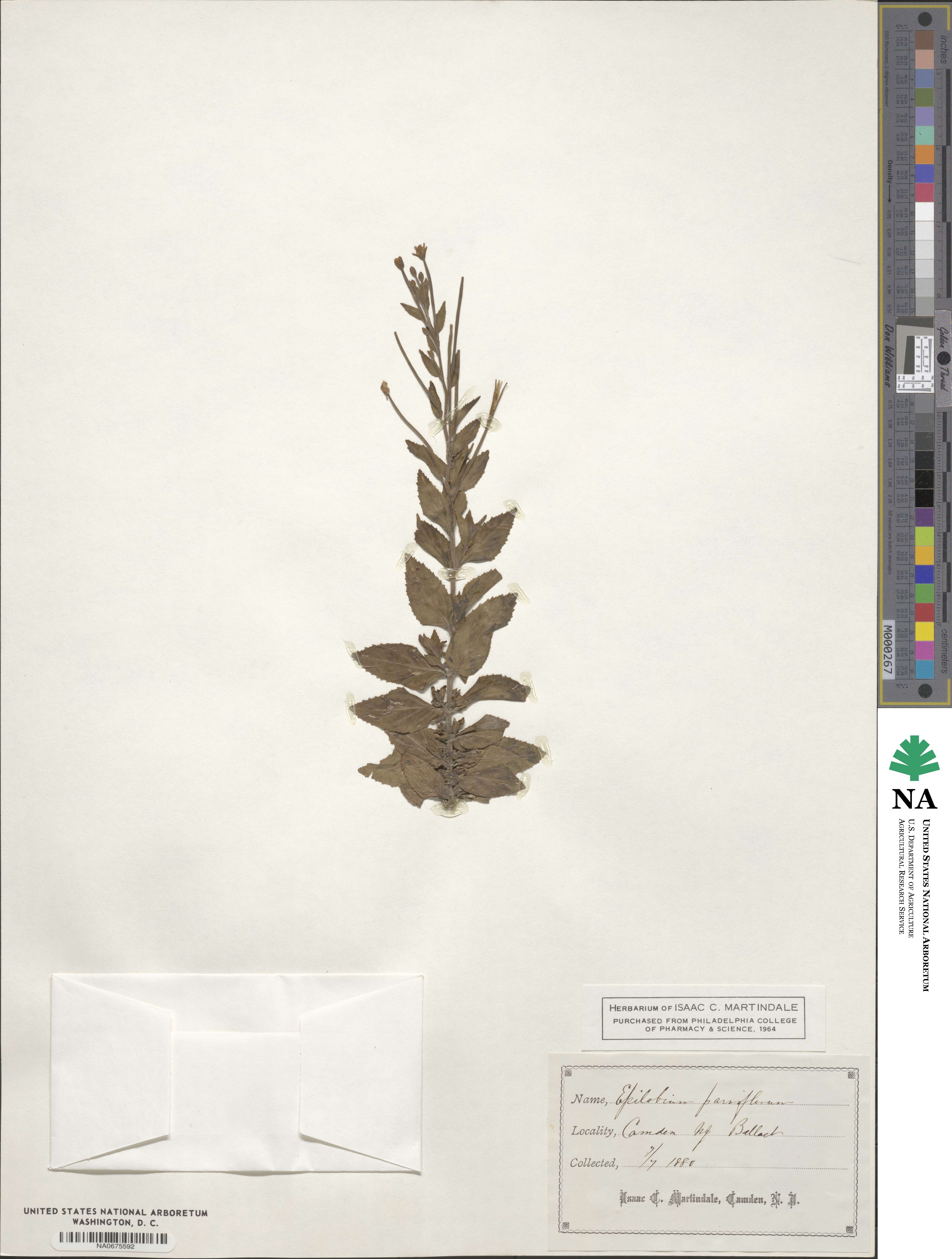 Epilobium parviflorum image