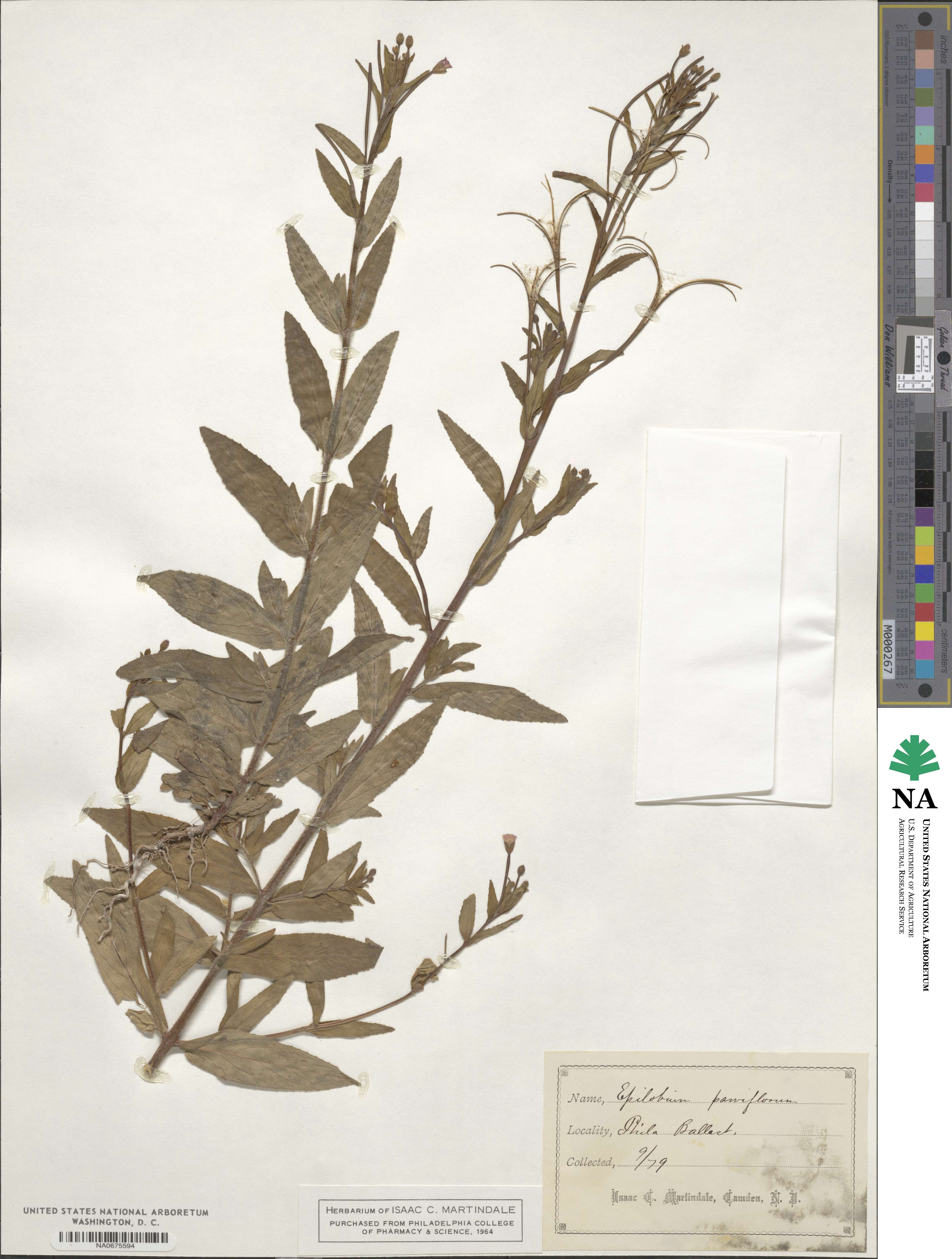 Epilobium parviflorum image