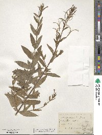 Epilobium parviflorum image