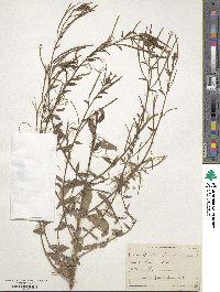 Epilobium parviflorum image