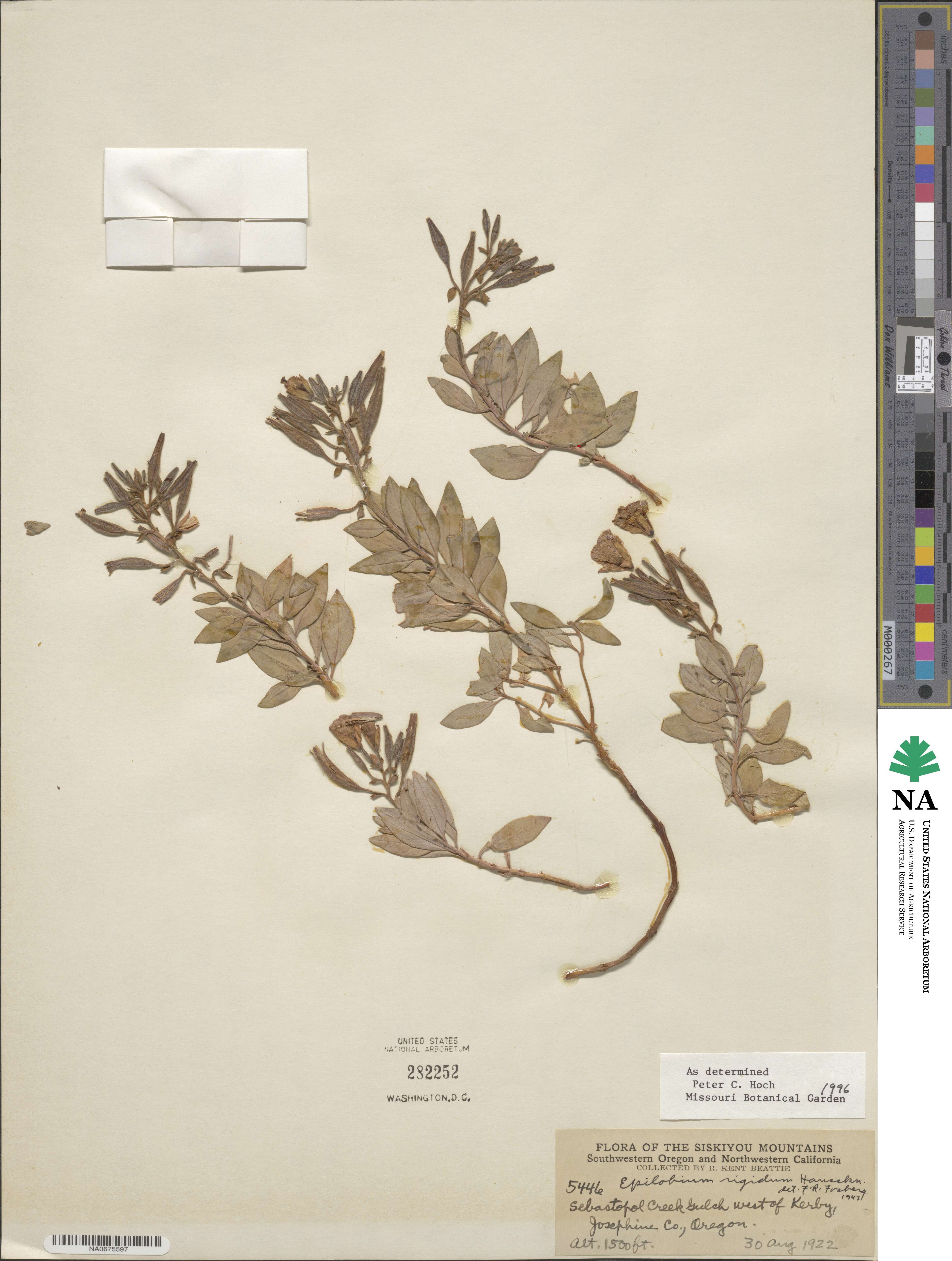 Epilobium rigidum image