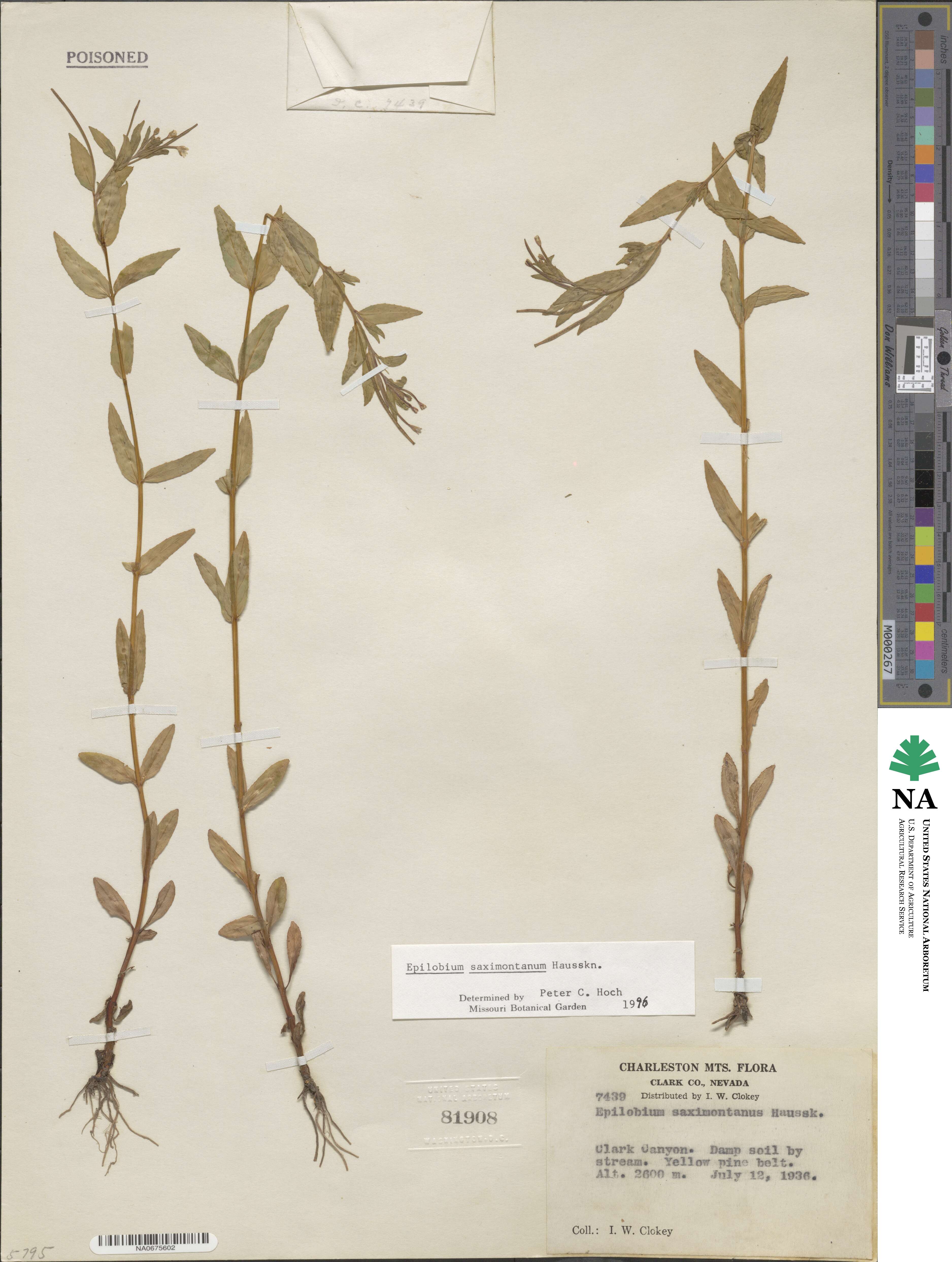 Epilobium saximontanum image