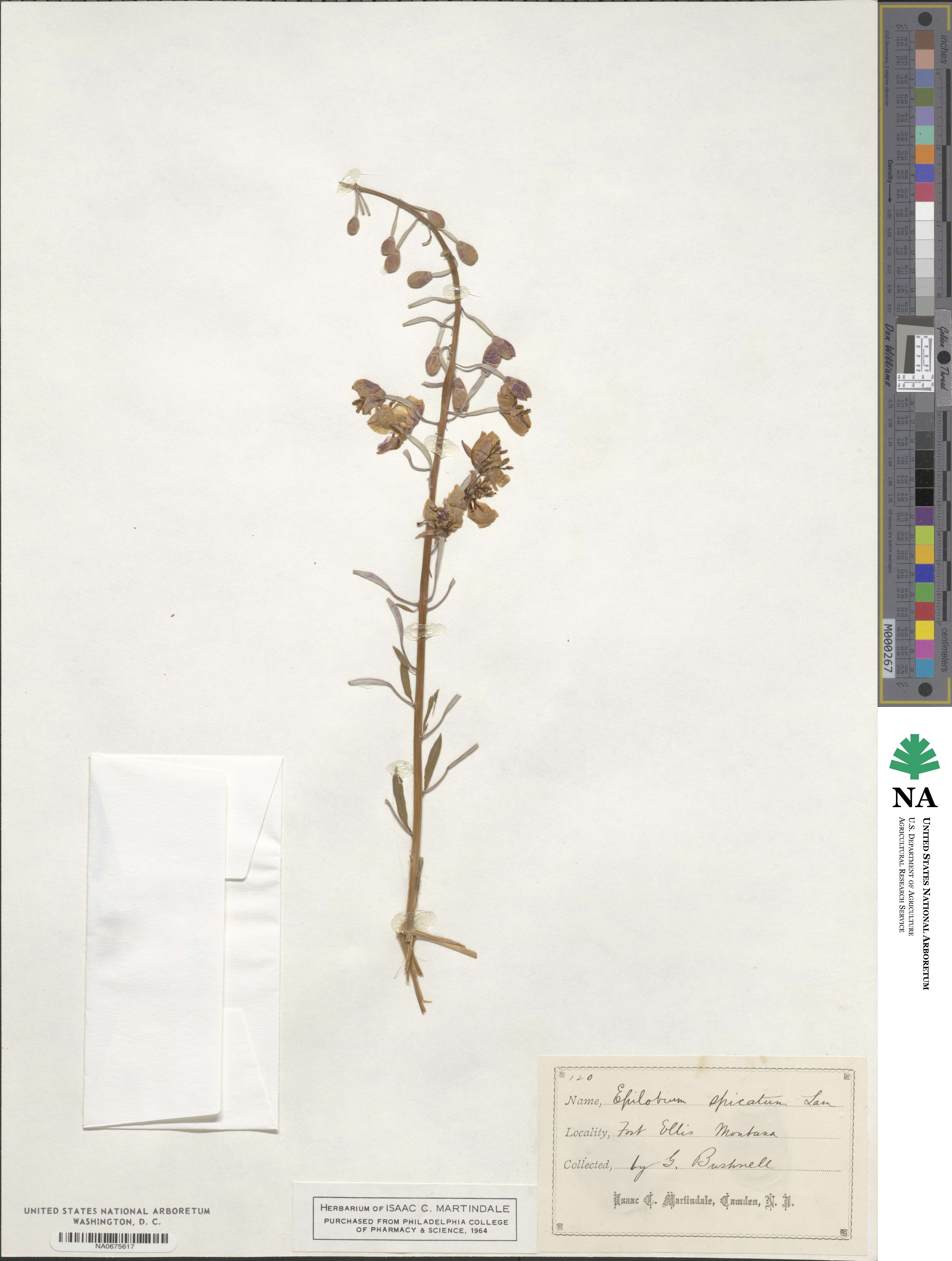 Chamaenerion angustifolium subsp. angustifolium image