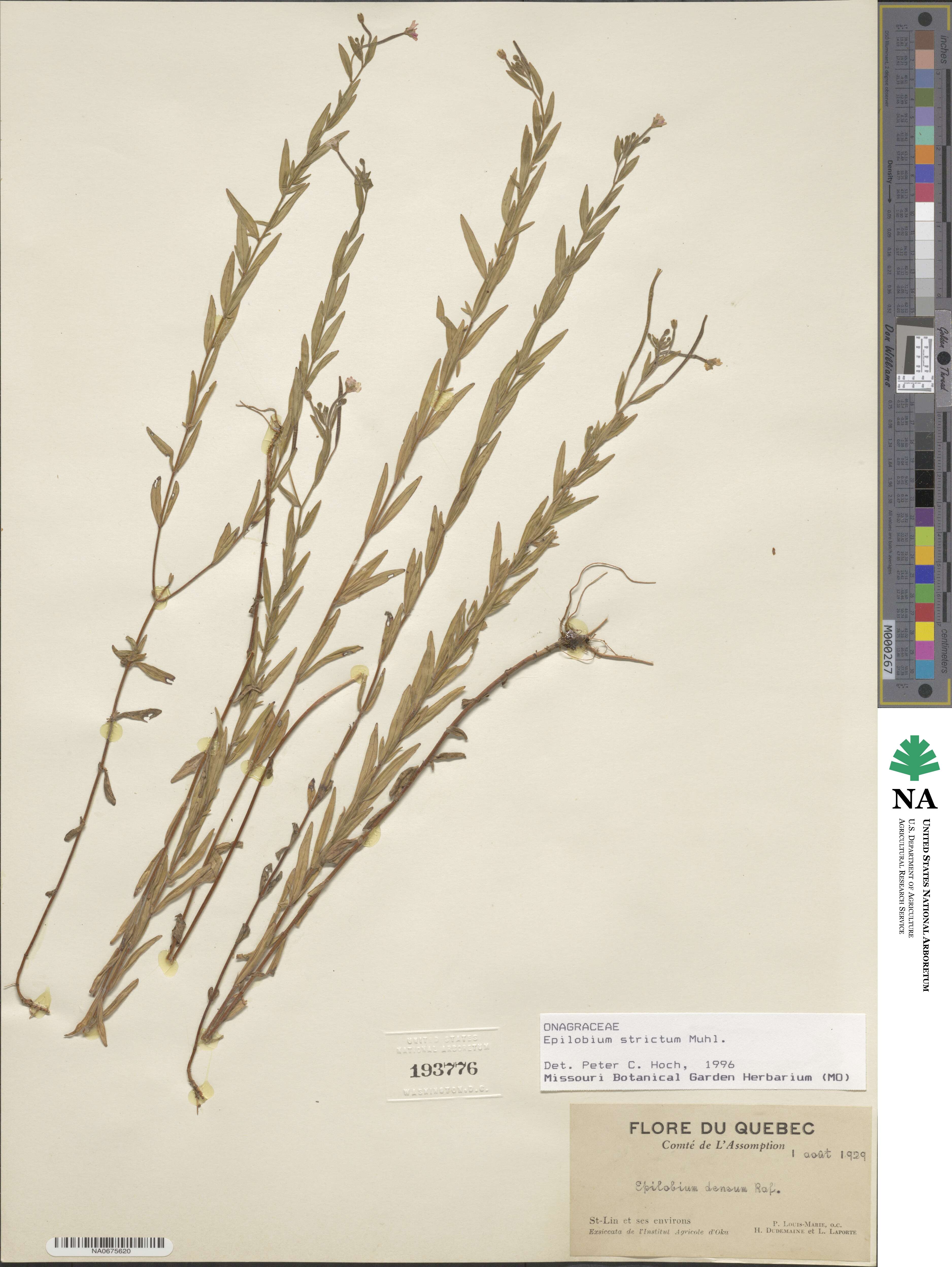 Epilobium densum image