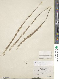 Epilobium densum image