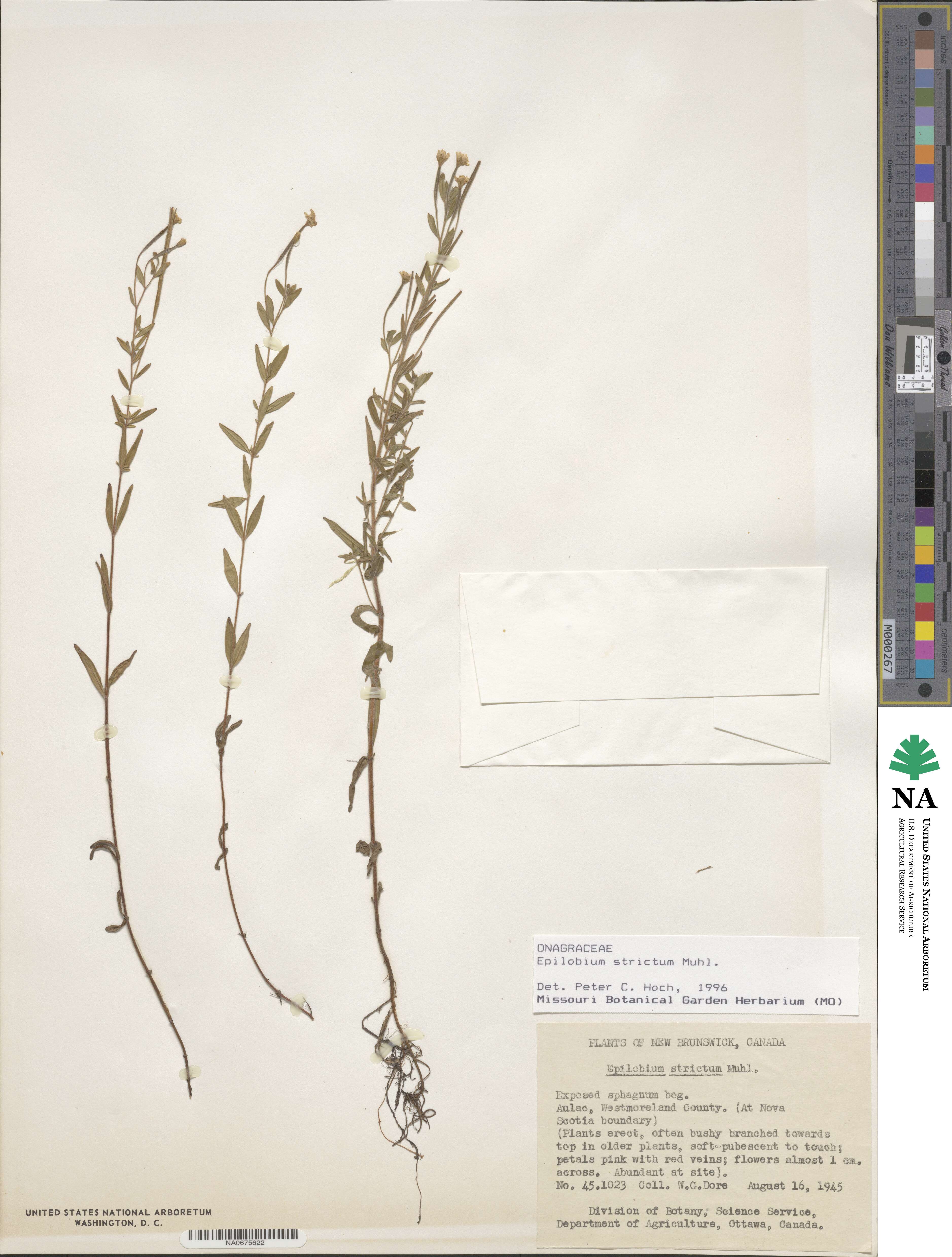 Epilobium densum image